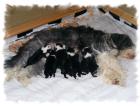 Windelrocker ab 10. 04. 2022 abzugeben VDH/FCI Bearded Collie Welpen