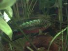 Biete günstig 6 Achtbinden-Buntbarsch Cichlasoma octofasciatum