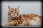 Maine Coon Katze in red