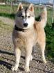 Lasko - junger Alaskan Malamute-Mix geboren 2022