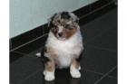 Australian Shepherd Welpen