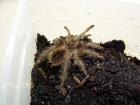 Lasiodora striatipes