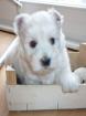 Westie welpe sucht frauchen