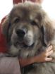 Tibet Dogge Do Khyi Welpen mit Stammbaum