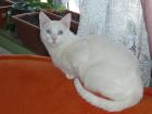 Türkische Angora Deckkater sucht Nette Kontakte