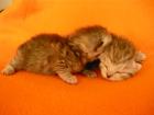 Britisch Kurzhaar Whiskas Kätchen getigert Tabby