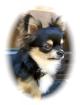 Chihuahua Deckanzeige