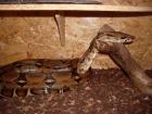 Boa constrictor imperator bock Terra