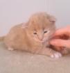 Maine Coon Kitten aus seröser Hobbyzucht