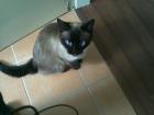 Suche Deckkater