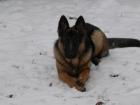 Schäferhund-Malinios Hündin schweren Herzens abzugeben