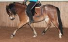 Welsh Ponys zu verkaufen