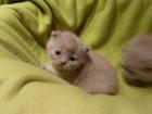 TRAUMHAFTE REINRASSIGE BKH KITTEN IN BLAU LILAC