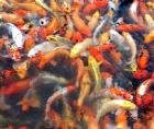 Koi Koi Koi Koi Koi Koi Koi / Fa. Fördefisch