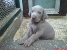 Weimaraner Welpen
