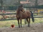 Fahrpony/ Deutsches Reitpony zu verkaufen