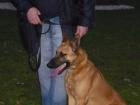 Malinois- Rüde 11. Mon. jung abzugeben