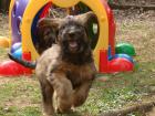 Briard-Welpen - Les filous avec esprit- in fauve geb. 10. 01. 2022