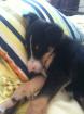 Süsse jack russel Mischling abzugeben