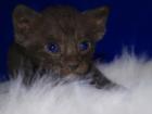 OKH Kitten