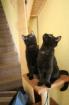Suchen ein schönes Zuhause auf Lebenszeit für unsere Kater