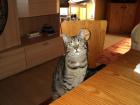 10 Monate junger kastrierter verschmuster Kater