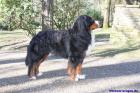 Aragon vom Burgholzer Wäldchen Berner Sennenhund Deckrüde mit Papieren