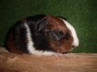 Meerschweinchen Babys abzugeben
