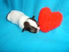 Supersüße Chihuahuawelpen LH mit Ahnentafeln suchen ein neues Zuhause
