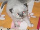 Colourpoint Perser Kitten in red und seal point reinrassig