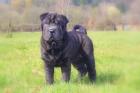 Shar Pei Welpen 12 Wochen alt mit Ahnentafel