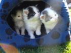 4 Katzenbabys abzugeben schwarz-weiß
