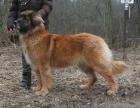 Leonberger Welpen