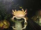 Axolotl Wildtyp braun und Goldalbino