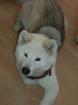 Huskymixhündin umständehalber zu Verkaufen