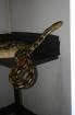 P. reticulatus Tiger 0 1