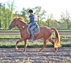 Biete Reitbeteiligung in Lippstadt