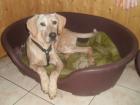 Wunderschöner liebevoller Labrador Mix Rüde 8 Mon. geimpft gechippt sucht ein zu