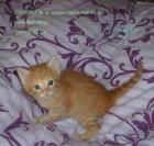 Türkisch Angora Baby