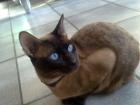 Siam-Thai Deckkater