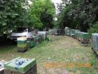 Bienen mit Magazibeute incl. Rapshonigernte zu verkaufen