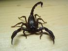 Schwarzer Thaiskorpion Heterometrus spinifer