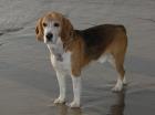 Beagle-Rüde 6 Jahre kastriert sehr umgänglich