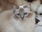 Birma Katzen aus registrierte Hobbyzucht mit Sitz im NRW Köln.