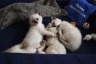 4 Siamkitten Thai alter Typ wollen ab Juni ausziehen