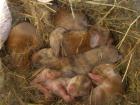 Niedliche junge Zwergkaninchen-Mixe Farbenzwerg Widderkaninchen