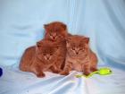 Kitten BKH