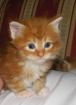 XXL Kitten MAINE COON
