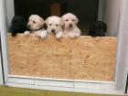 Labrador Welpen