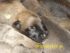Reinrassige Malinoiwelpen Belgischer Schäferhund